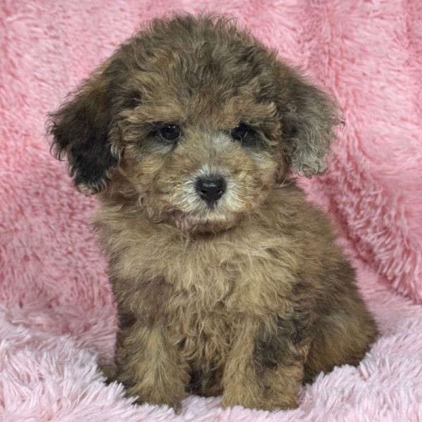 Miniature Poodle Puppy for Sale