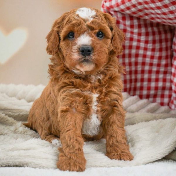 Female F1b Cavapoo Puppy for Sale ID 6275BW
