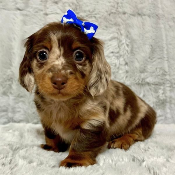 Mini Dachshund Puppy for Sale