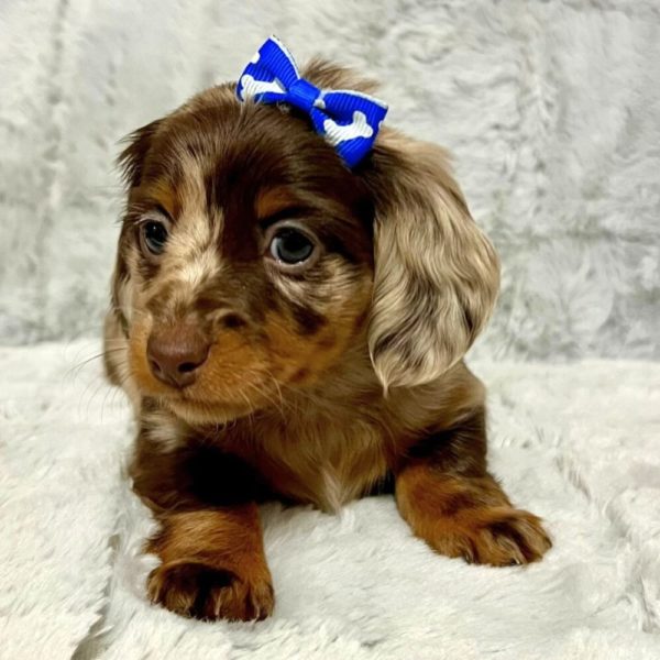 Mini Dachshund Puppy for Sale