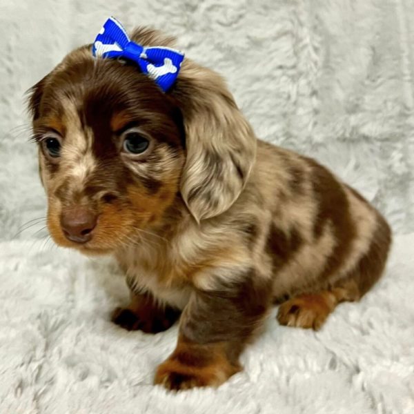 Mini Dachshund Puppy for Sale