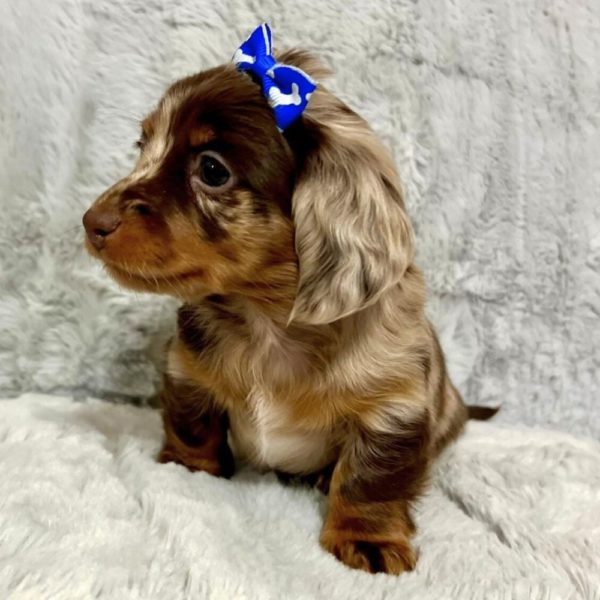 Mini Dachshund Puppy for Sale