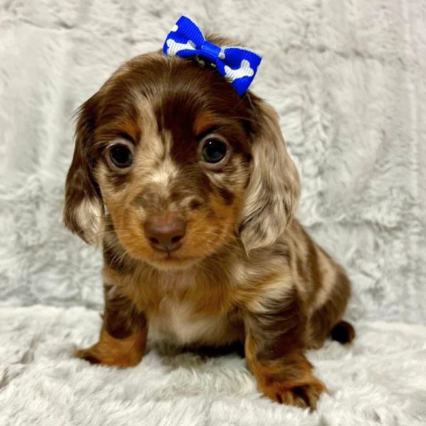 Mini Dachshund Puppy for Sale