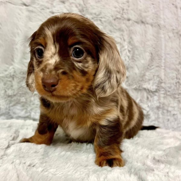 Mini Dachshund Puppy for Sale