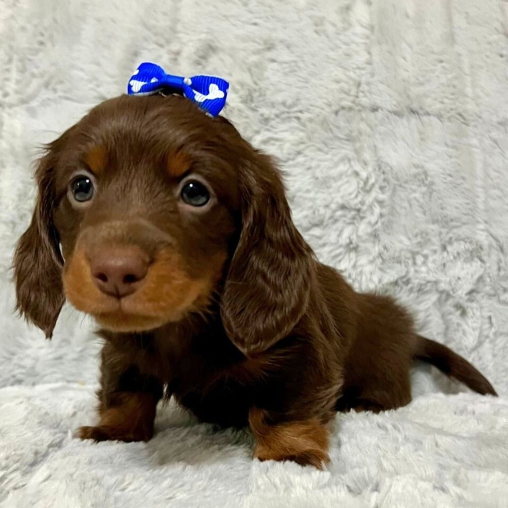 Mini Dachshund Puppy for Sale in NYC