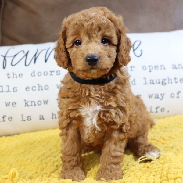 F1bb Mini Goldendoodle Puppy for Sale