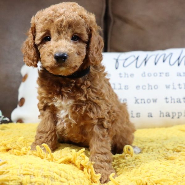 F1bb Mini Goldendoodle Puppy for Sale