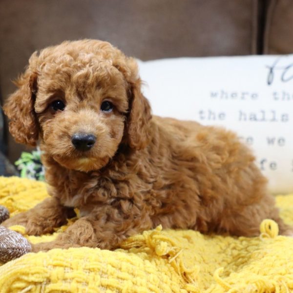 F1bb Mini Goldendoodle Puppy for Sale