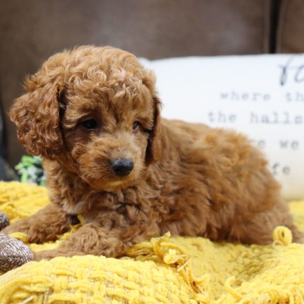 F1bb Mini Goldendoodle Puppy for Sale