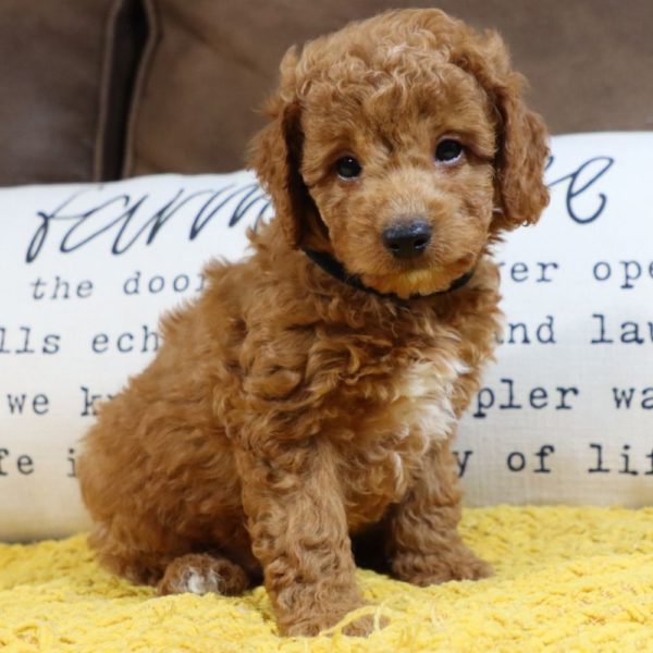 F1bb Mini Goldendoodle Puppy for Sale