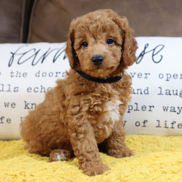 F1bb Mini Goldendoodle Puppy for Sale