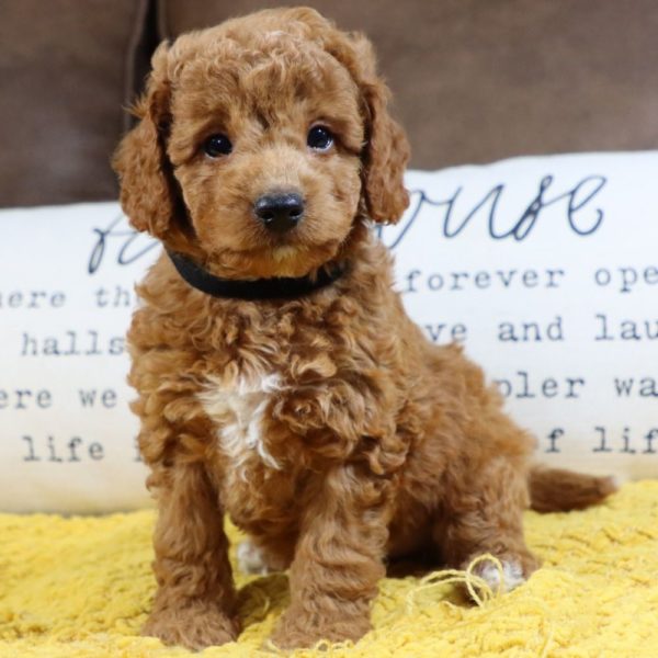 F1bb Mini Goldendoodle Puppy for Sale