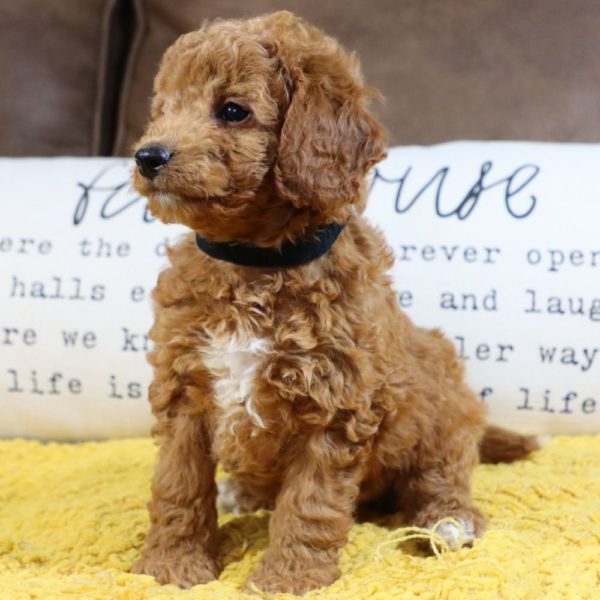 F1bb Mini Goldendoodle Puppy for Sale