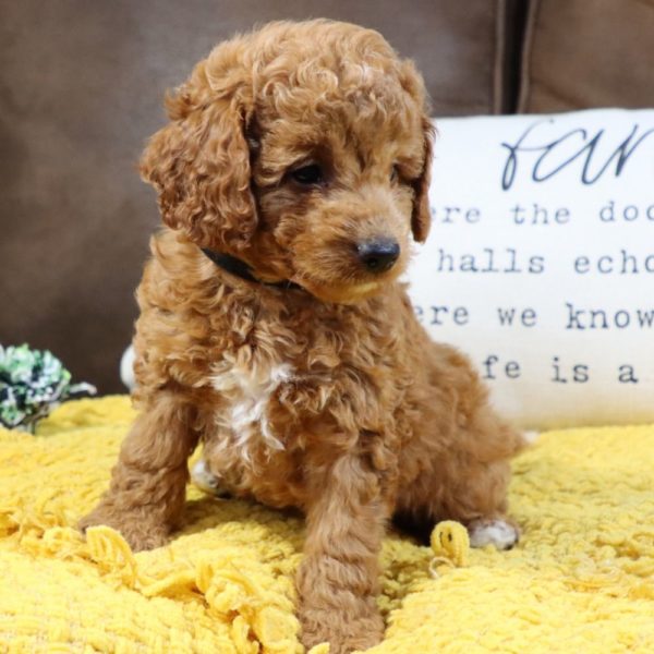 F1bb Mini Goldendoodle Puppy for Sale