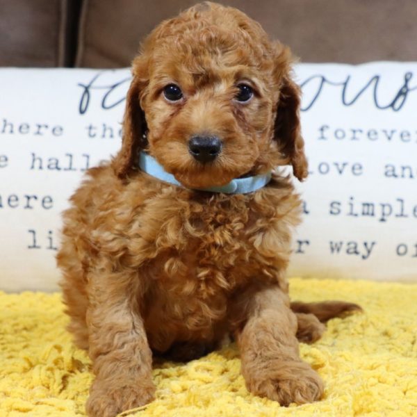 F1bb Mini Goldendoodle Puppy for Sale