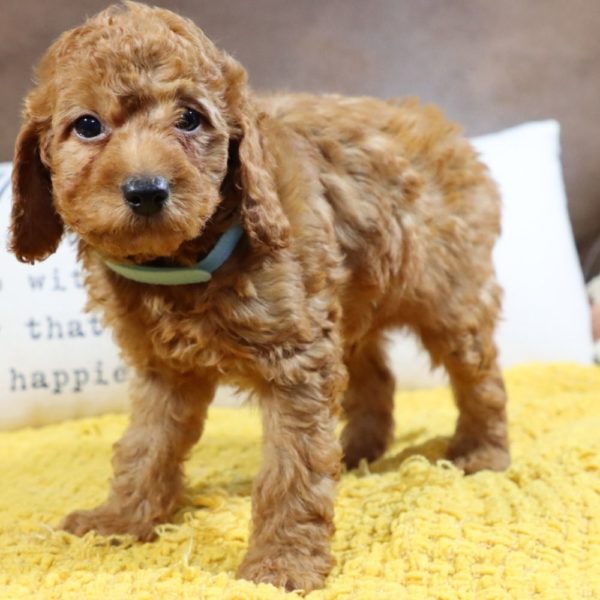 F1bb Mini Goldendoodle Puppy for Sale