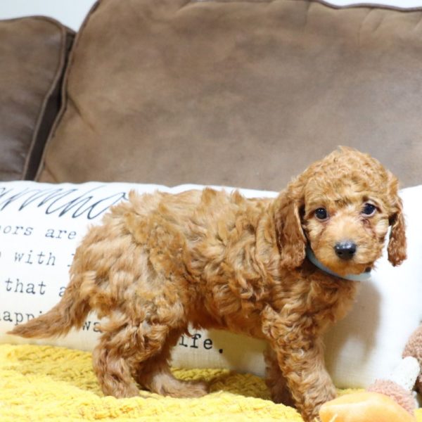 F1bb Mini Goldendoodle Puppy for Sale