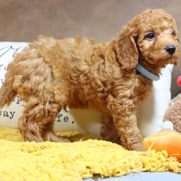 F1bb Mini Goldendoodle Puppy for Sale