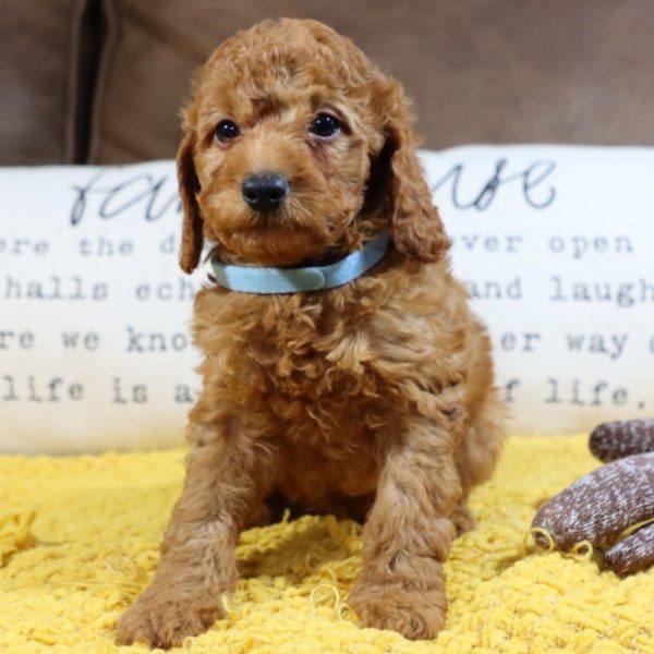 F1bb Mini Goldendoodle Puppy for Sale