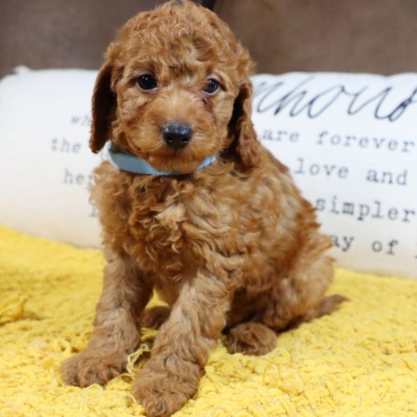 F1bb Mini Goldendoodle Puppy for Sale