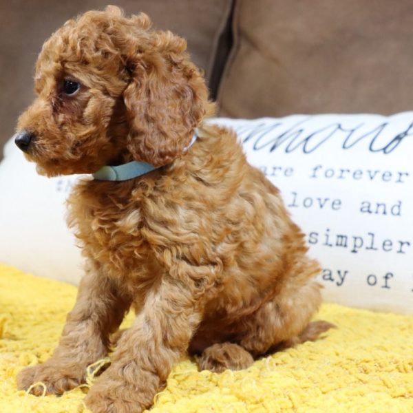 F1bb Mini Goldendoodle Puppy for Sale