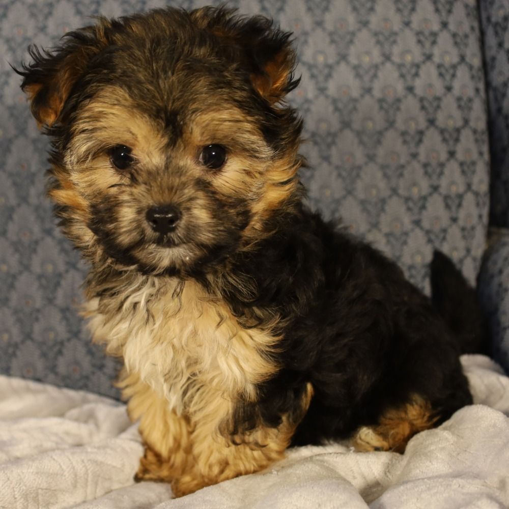 Morkie Puppy for Sale in NYC