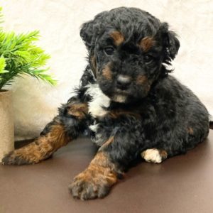 F1b Bernedoodle Puppy for Sale