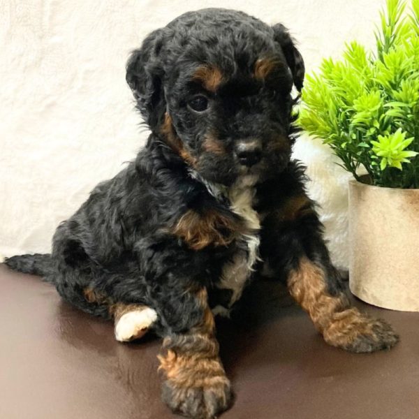 F1b Bernedoodle Puppy for Sale