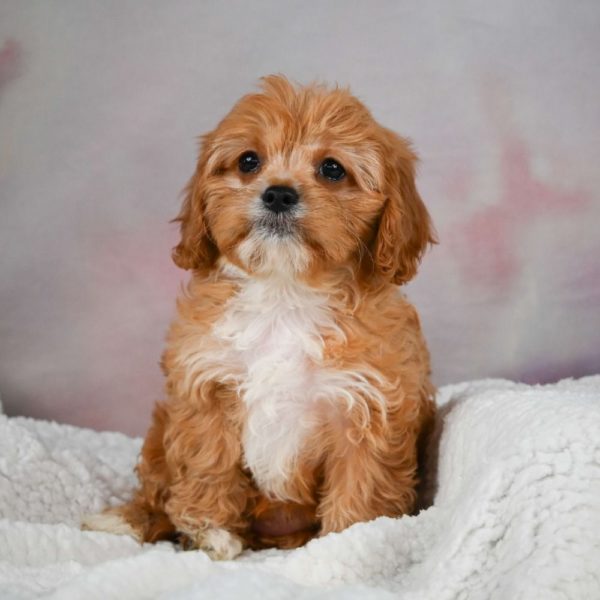 F1 Cavapoo Puppy for Sale