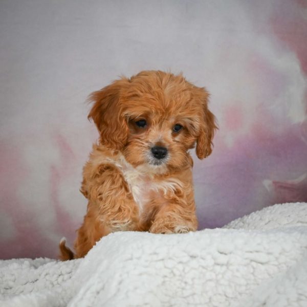 F1 Cavapoo Puppy for Sale