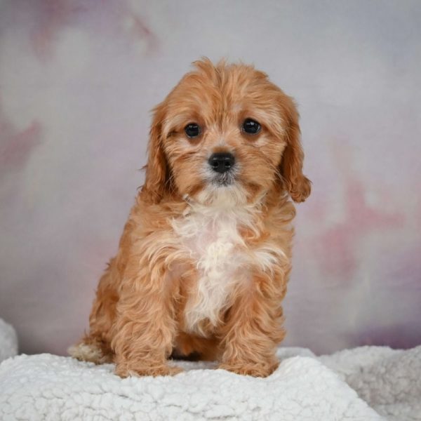 F1 Cavapoo Puppy for Sale