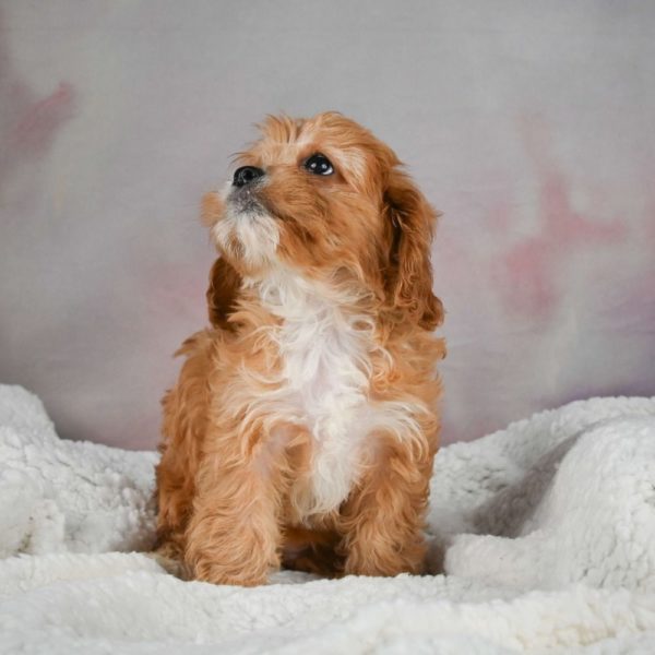 F1 Cavapoo Puppy for Sale