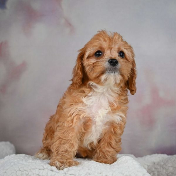 F1 Cavapoo Puppy for Sale