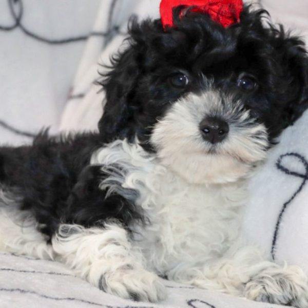 F1b Cockapoo Puppy for Sale