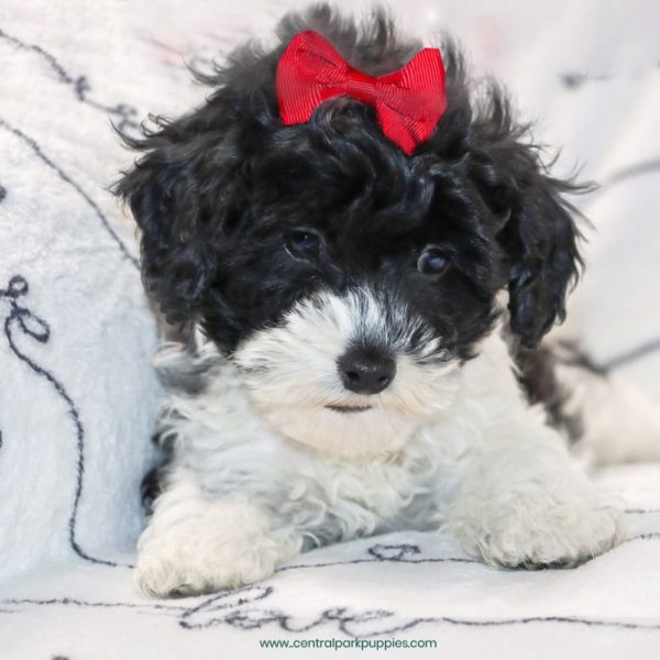 F1b Cockapoo Puppy for Sale