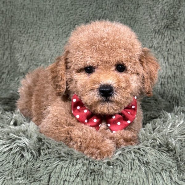 Toy Poodle Puppy for Sale