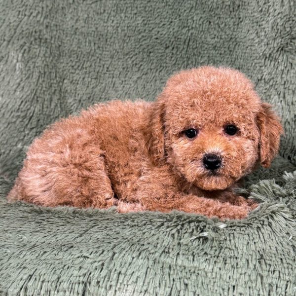 Toy Poodle Puppy for Sale