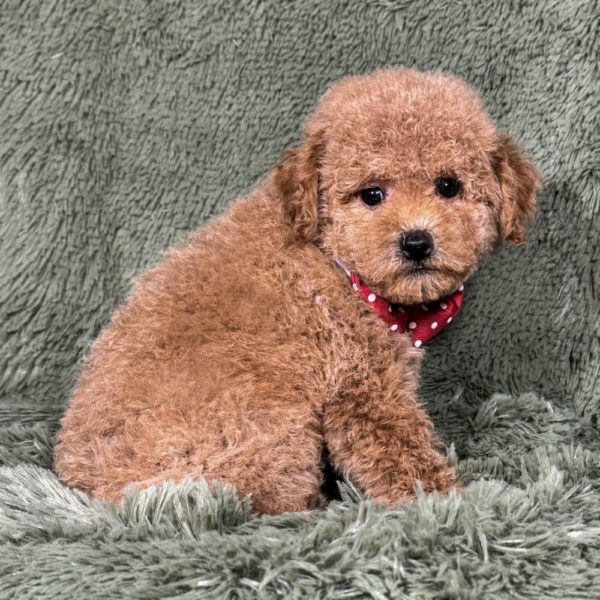 Toy Poodle Puppy for Sale