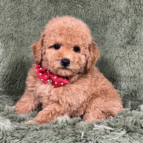 Toy Poodle Puppy for Sale