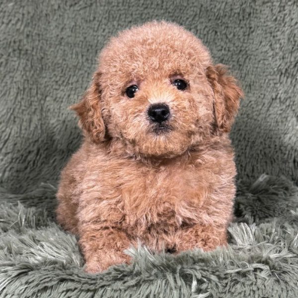 Toy Poodle Puppy for Sale