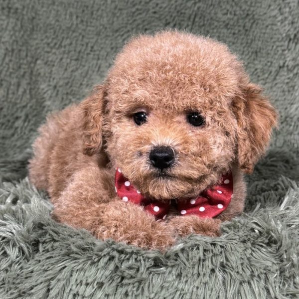 Toy Poodle Puppy for Sale