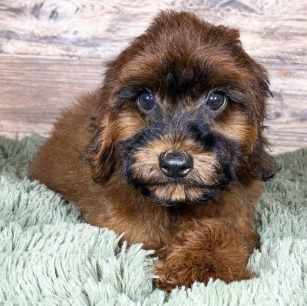 F1b Cockapoo Puppy for Sale