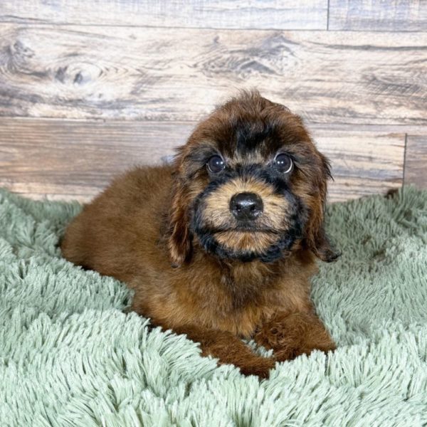 F1b Cockapoo Puppy for Sale