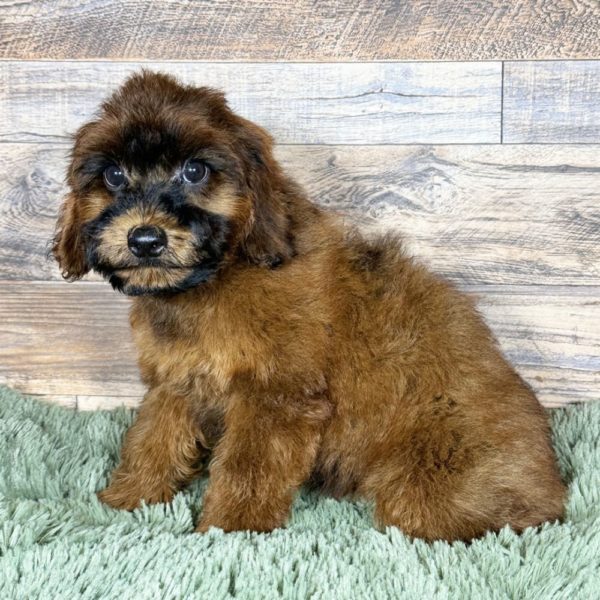 F1b Cockapoo Puppy for Sale