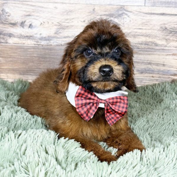 F1b Cockapoo Puppy for Sale