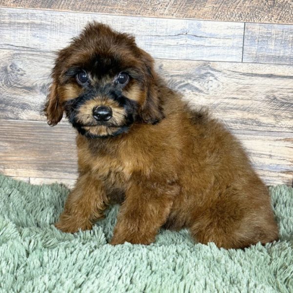 F1b Cockapoo Puppy for Sale