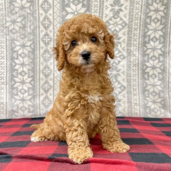 F1b Cavapoo Puppy for Sale