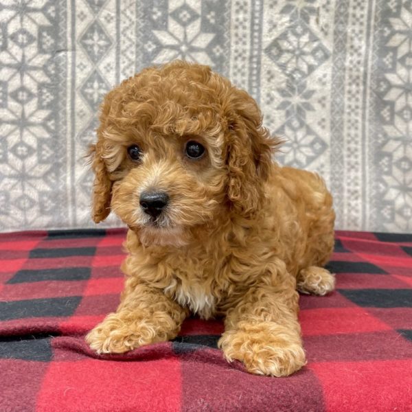 F1b Cavapoo Puppy for Sale