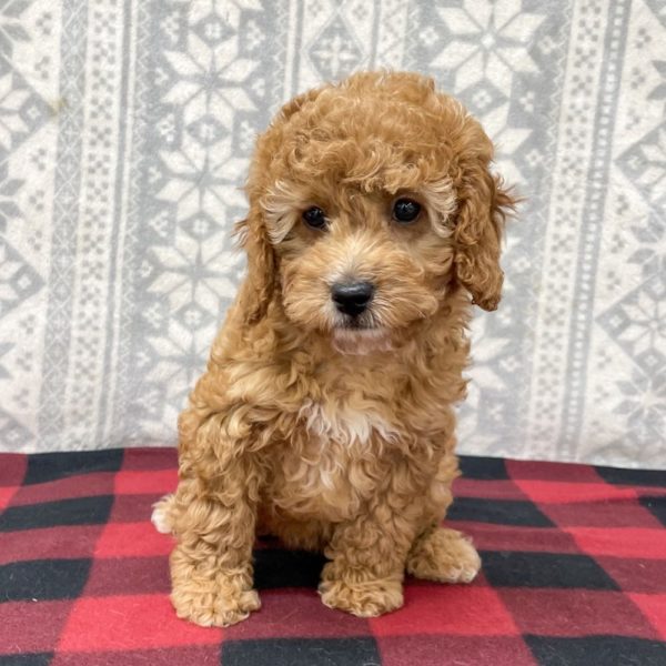 F1b Cavapoo Puppy for Sale