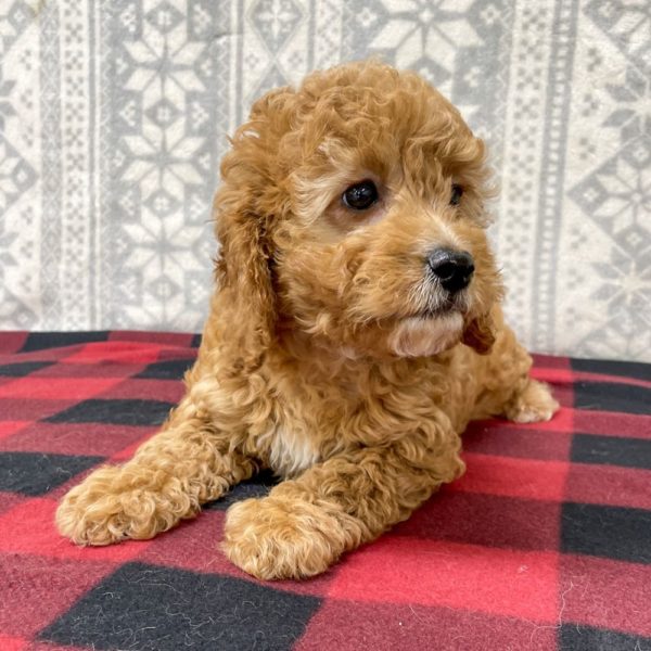 F1b Cavapoo Puppy for Sale